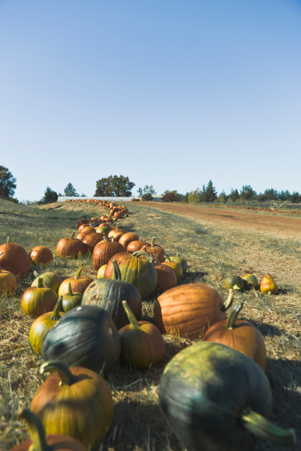 row of harvested organically grown pumpkins in field