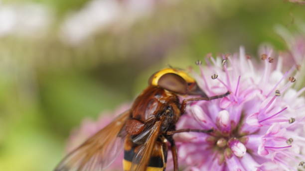 istock Hornet on a Hebe Addenda 835481502