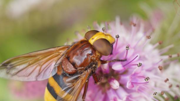 istock Hornet on a Hebe Addenda 835481504