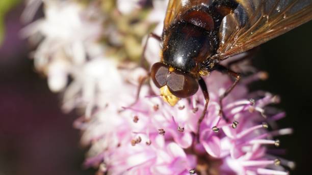 istock Hornet on a Hebe Addenda 835481590