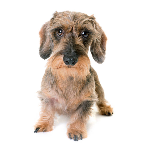 istock kaninchen Wire-haired Dachshund 835492500