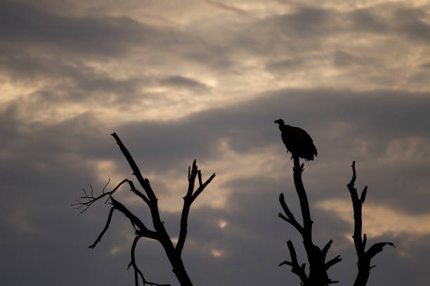 istock The silhouette of a vulture in a tree during sunset 835493312