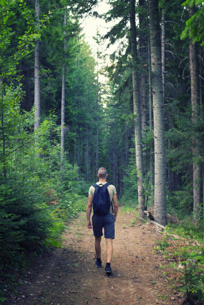 istock Young fit man hiking alone in the forest  in summer 835500930