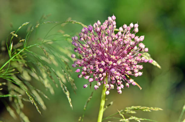 Allium ampeloprasum flower at garden