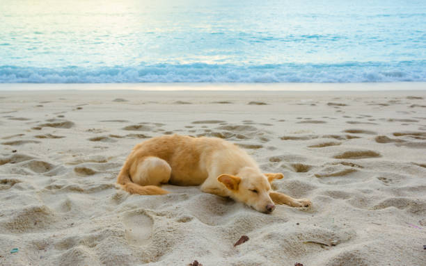 istock a dog is on the beach with beautiful view 835508384
