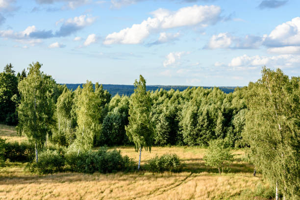 Beautiful nature landscape view. Green grass field bordered with green forest trees on pale blue sky background.