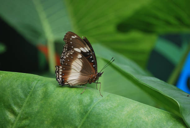 istock A brown butterfly also known as the Varied Eggfly Butterfly 835519194