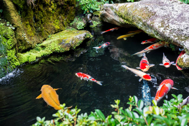 istock Beautiful Koi pond japan 835541256