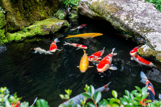 istock Beautiful Koi pond japan 835541418