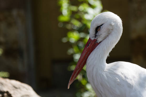 istock european stork portrait 835545048