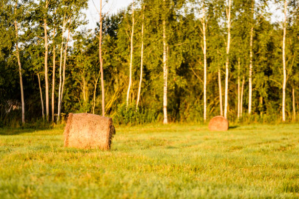 countryside fields in summer with rolls of hay and forests in background in morning sun