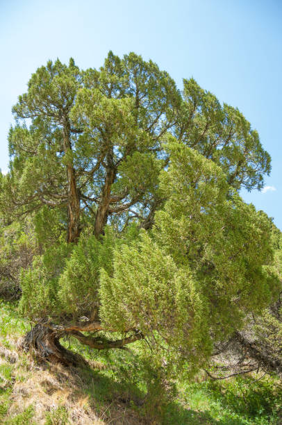 thuja. Tan Shan Mountains thuja.Tan Shan Mountains . a North American and eastern Asian evergreen coniferous tree of a genus that includes the arbor vitaes. quickset stock pictures, royalty-free photos & images