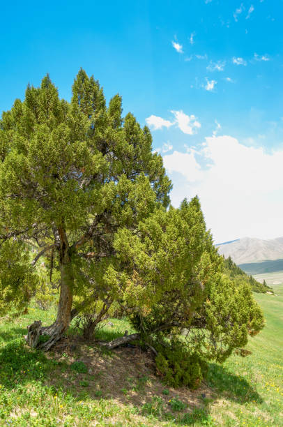 thuja. Tan Shan Mountains thuja.Tan Shan Mountains . a North American and eastern Asian evergreen coniferous tree of a genus that includes the arbor vitaes. quickset stock pictures, royalty-free photos & images