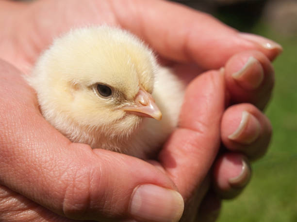 istock Baby chicken sitting in human hands 835556102