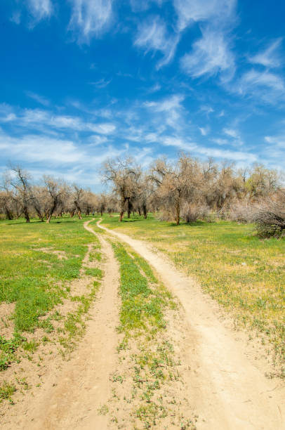 istock diversifolia Schrenk, Populus euphratica,  Euphrates Poplar,  poplar 835560762