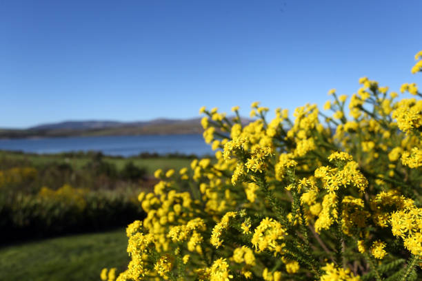 istock Yellow flowers with a lake in the background 835572632