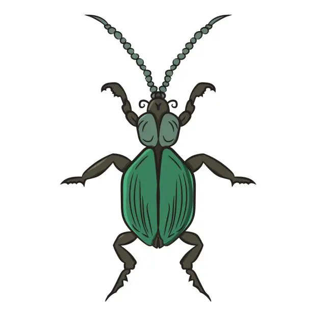 Vector illustration of Green beetle. vector illustration. Drawing by hand.