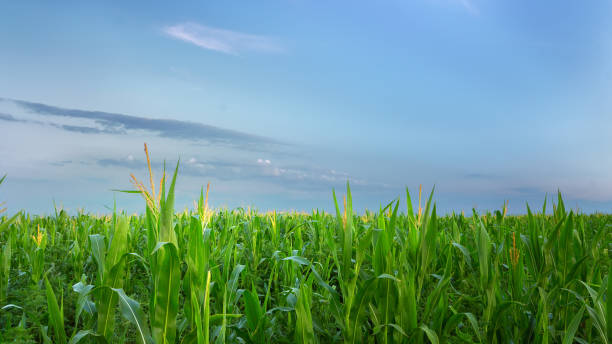 istock corn field on a background of a quiet evening sky 835574494