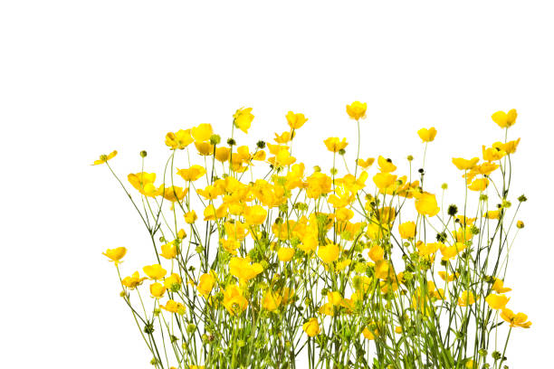 istock Blossoming yellow buttercups isolated on a white background. 835584356