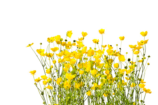 Blossoming yellow buttercups isolated on a white background.Lots of yellow buttercups on a white background.