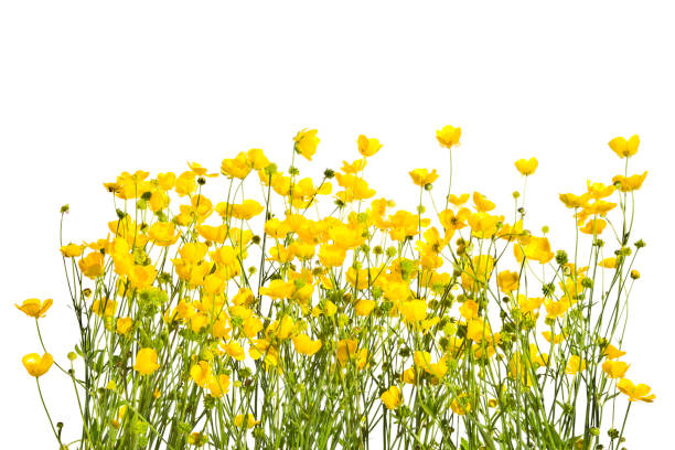 istock Blossoming yellow buttercups isolated on a white background. 835588342