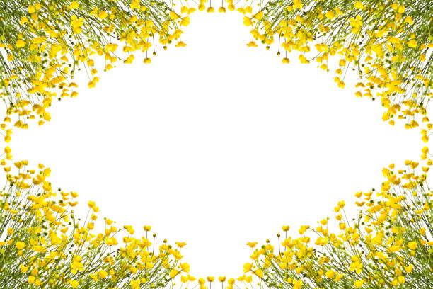 Blossoming yellow buttercups isolated on a white background.