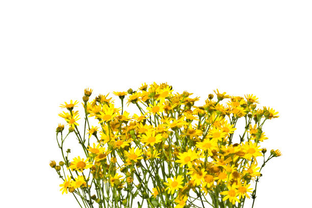 istock Blossoming yellow senecios isolated on a white background. 835597404