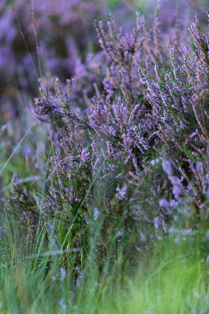 istock Close-up of blooming common heather in field. 835597460