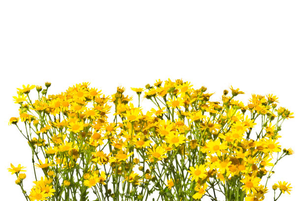Lots of yellow senecios on a white background.