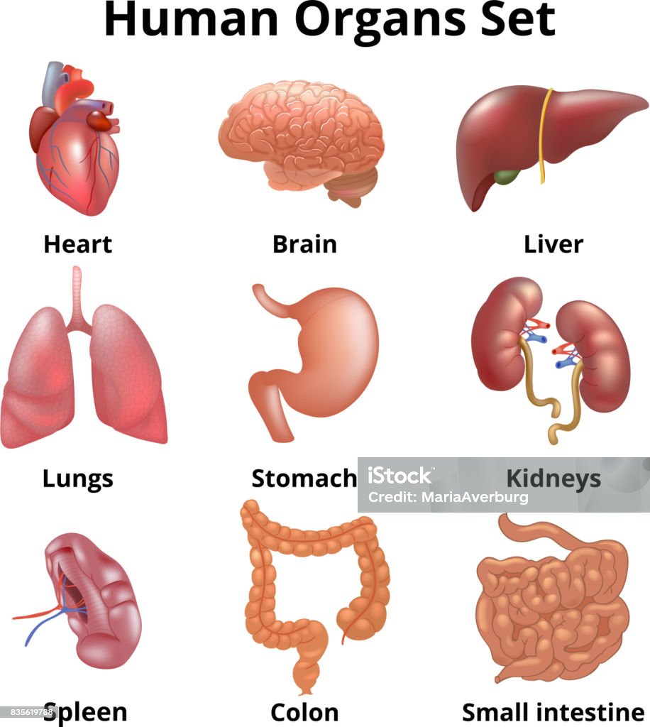 Realistischere menschliche Organen gesetzt Anatomie - Lizenzfrei Milz Vektorgrafik