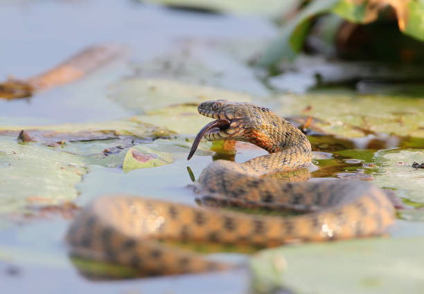 istock The dice snake (Natrix tessellata) caught a fish. Large serie about. 835620750