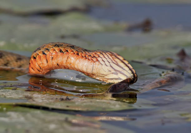 istock The dice snake (Natrix tessellata) caught a fish. Large serie about. 835620754