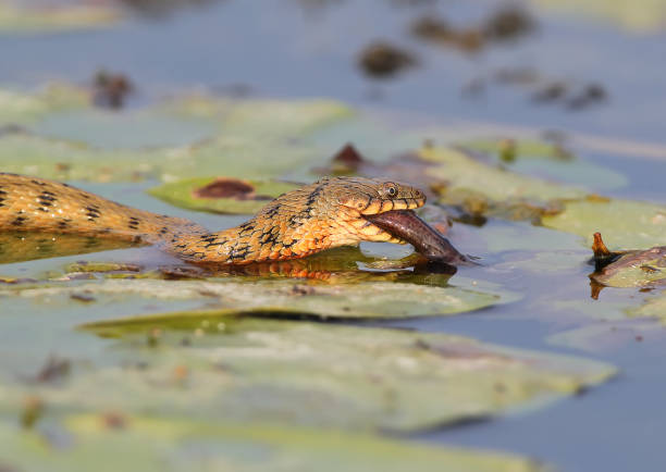 istock The dice snake (Natrix tessellata) caught a fish. Large serie about. 835620760