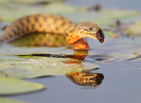 The dice snake (Natrix tessellata) caught a fish. Large serie about.