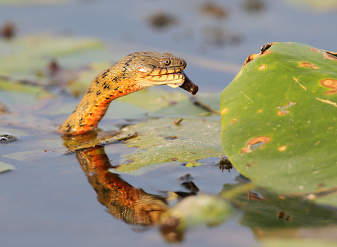 The dice snake (Natrix tessellata) caught a fish. Large serie about.