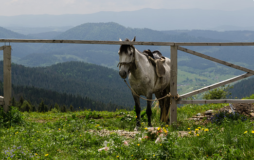 Horse in mountain. Beautiful natural landscape.