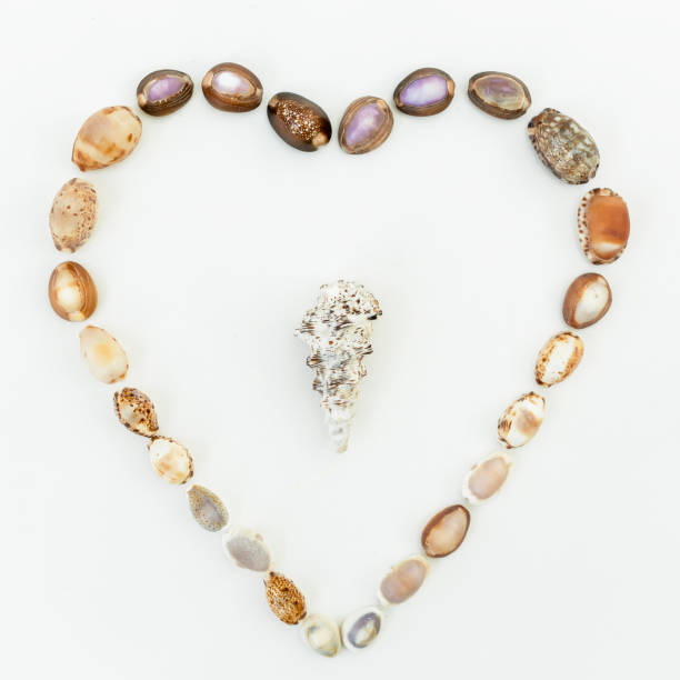 istock Pattern of tropical sea shells on white background. Flat lay. Top view. Ocean background 835634184