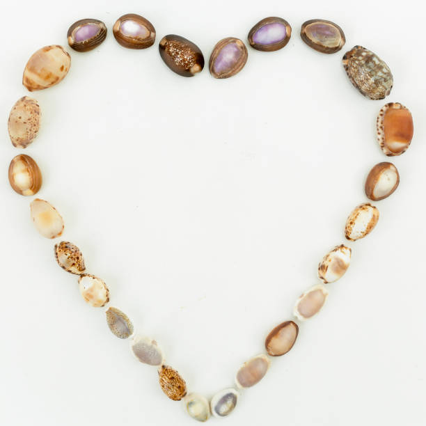 istock Pattern of tropical sea shells on white background. Flat lay. Top view. Ocean background 835635038