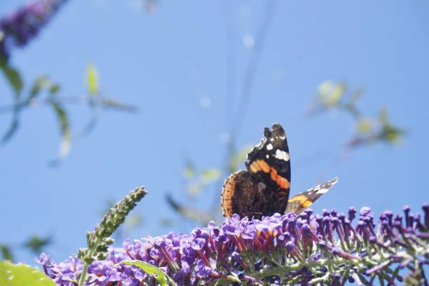 istock Butterfly on Purple Flowers. 835638960