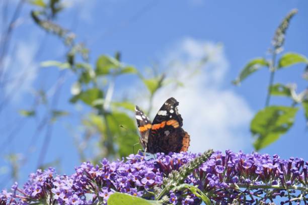 istock Butterfly on Purple Flowers. 835638962