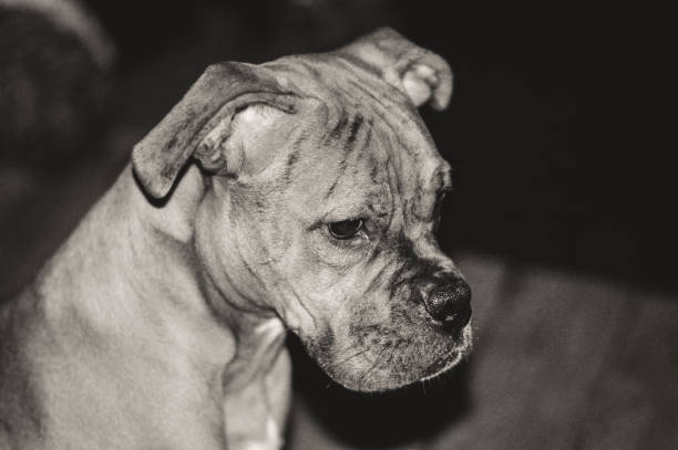 istock Humble Boxer puppy looking sad 835645266
