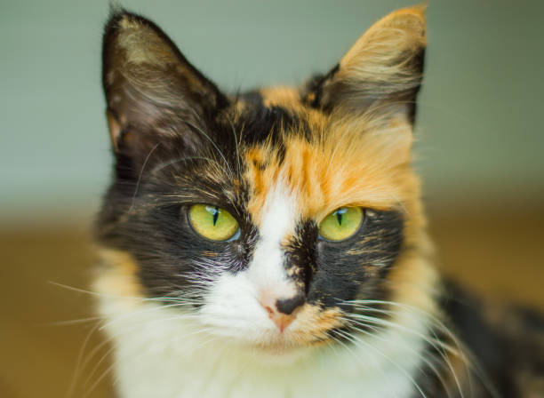 istock Calico with piercing green eyes 835645440