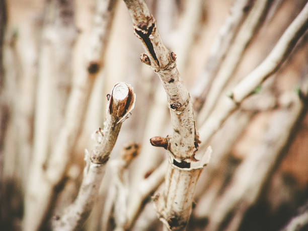 Bud grows on a tree branch on a black background