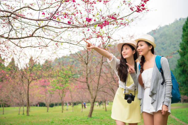 istock Asian girls sightseeing cherry blossom 835649788