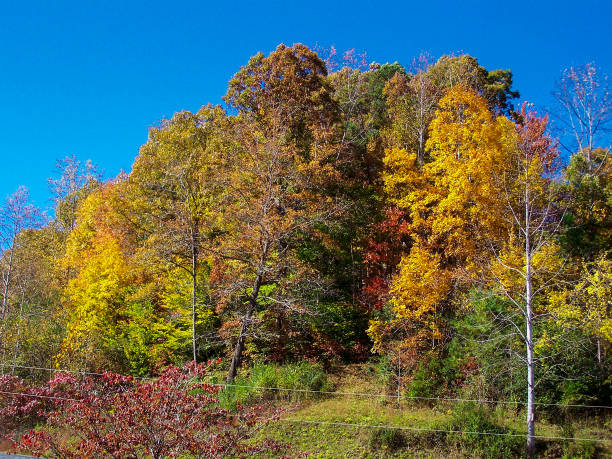 istock The colors of autumn 835650014