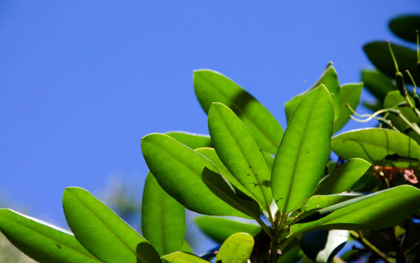 istock Rhododendron bush against a blue sky 835651088