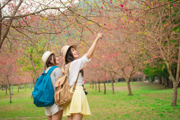 istock young female backpackers visiting famous cherry tree park 835651268