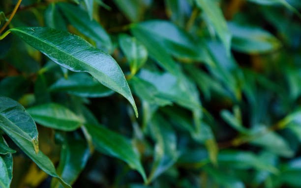 istock Star Jasmine climbing in a garden 835651728