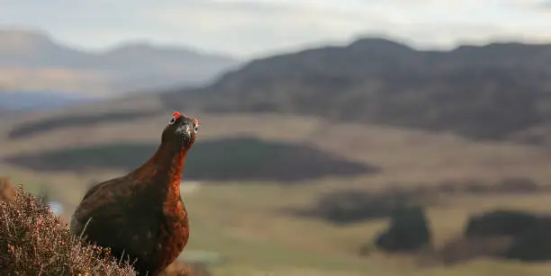 Red Grouse looking straight at camera with view in background.