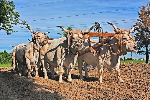 oxen with yoke that pull the plow - old agricultural work with bulls in the countryside of Emilia Romagna, Italy